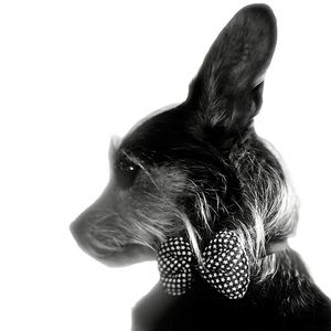 AlpoChino the Pup!!